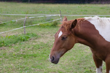 Fototapeta premium Young brown horse on grass background, left is a place for writing text