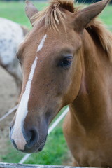 Close-up brown horse head with white spot