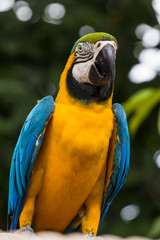 Blue-yellow macaw parrot portrait