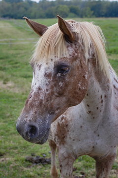 White and brown horse, the average plan, half-head