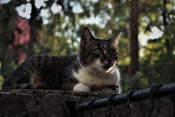 cat with green eyes and a white breast