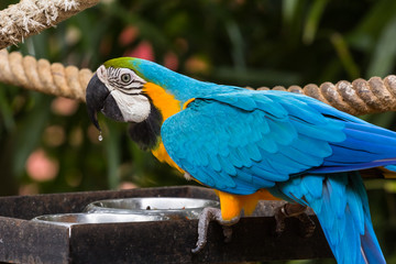 Blue-yellow macaw parrot portrait