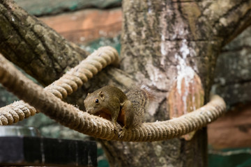 closeup shot of squirrel in nature