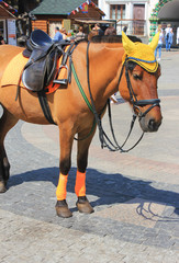 Horse on the street. Cute brown horse in harness and a cap for rides. Tourist entertainment in...
