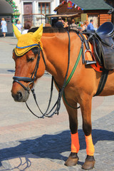 Horse in harness on the city street. Brown horse wearing a cute cap for tourist rides. Close up of...