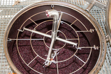 winemaker harvest winemaking vats for fermenting grapes red