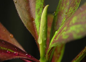 Succulent Euphorbia Synadenium grantii f. rubra. Leaf of plant is green and burgundy in raindrops, the edge of the leaf is serrated, jagged, grooved.  Close-up with shallow focus.
