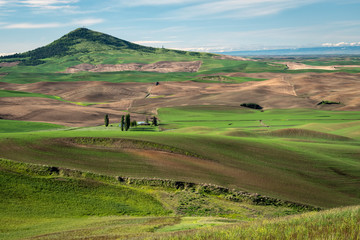 Obraz premium Farms dot the rolling hills of farmland in the Palouse region of Washington state. Some fields are planted with young plants growing green, some are fallow adding to interesting landscape.