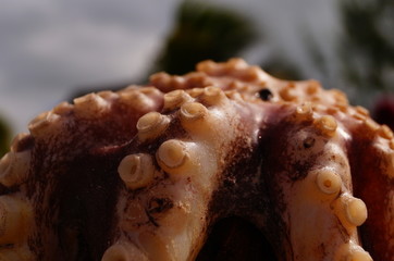 octopus closeup