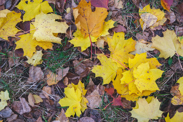 yellow maple leaves background in the garden 