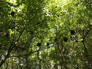 Birds nests on Cousin Island