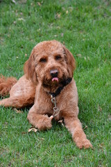 dog lying on grass