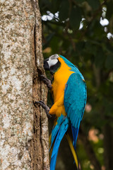 Blue-yellow macaw parrot portrait