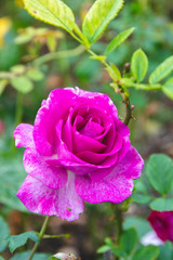 pink rose in the garden with green background 