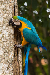 Blue-yellow macaw parrot portrait