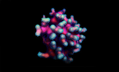 Stylophora (pocilloporidae) short polyps stony coral isolated in black background