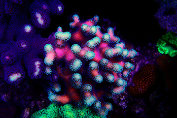 Stylophora (pocilloporidae) short polyps stony coral - obrazy, fototapety, plakaty