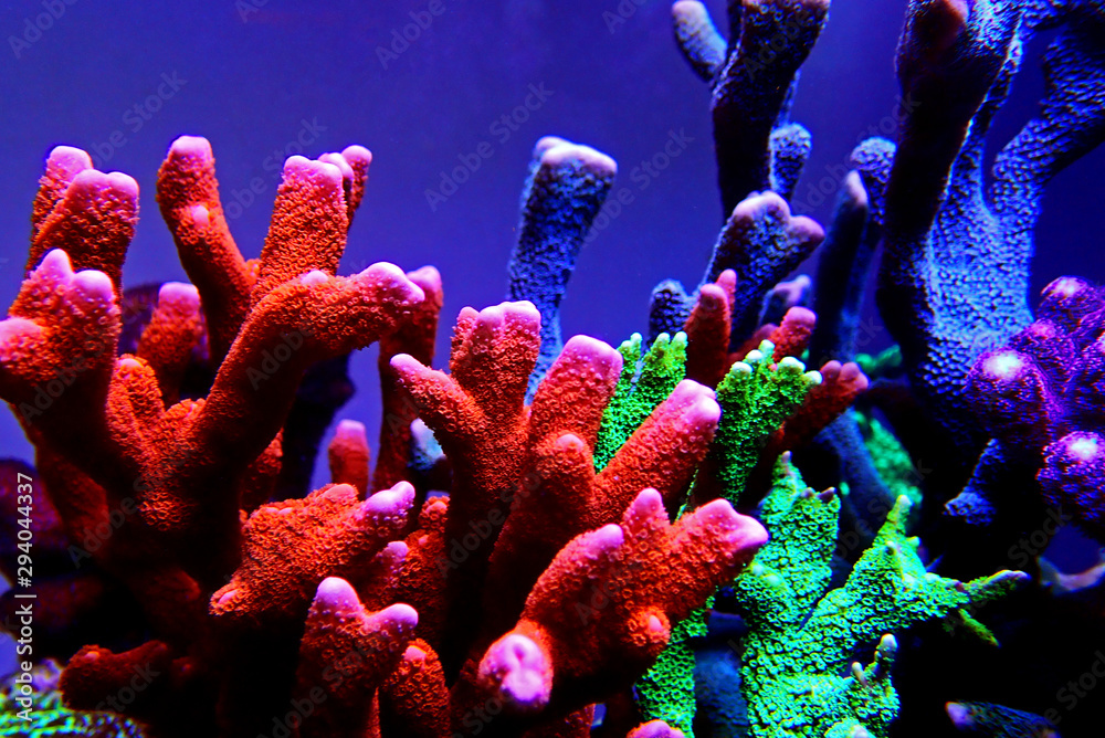 Wall mural montipora sps coral in coral reef aquarium tank