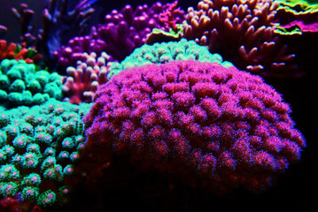 Pocillopora (Pocilloporidae) short polyps stony coral  - obrazy, fototapety, plakaty