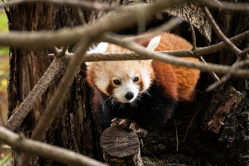 Red Panda