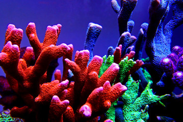 Montipora SPS coral in coral reef aquarium tank