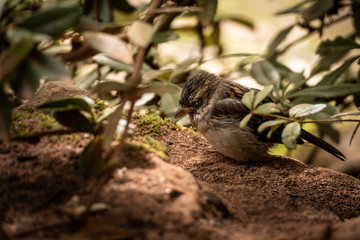 Sparrow hidden under leaves