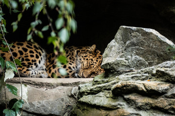 Leopard slumbering in cave