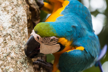 Blue-yellow macaw parrot portrait