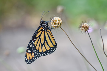 Monarch Butterfly