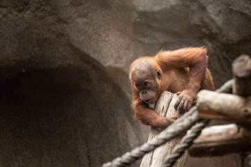 Orang Utan Baby