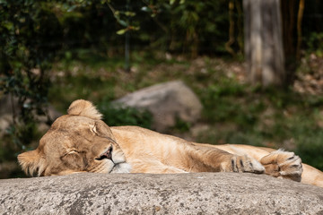 Lioness sleeping on rock