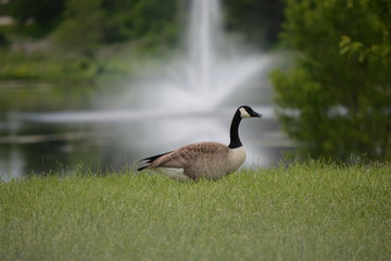 goose on grass with fountain