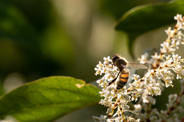 Backlit Honeybee