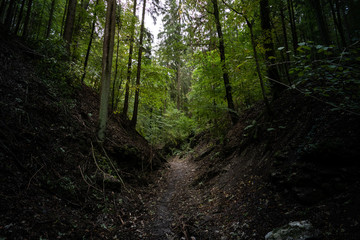 Hiking in the Woods