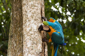 Blue-yellow macaw parrot portrait