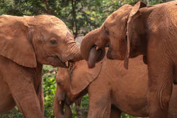 Fototapeta na wymiar Baby elephants covered in red mud greeting each other by linking trunks