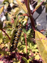 Butterfly worm caterpillar