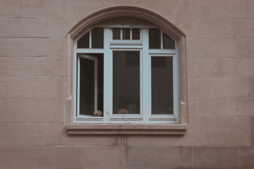 Fototapeta na wymiar Teddybär schaut in einer Stadt aus dem Fenster