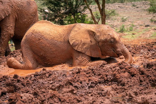 Baby elephant rolling in red colored mud