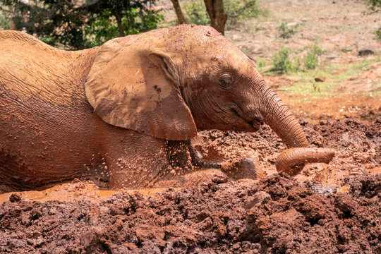 Baby elephant rolling in red colored mud