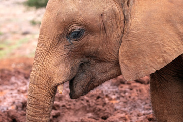 Fototapeta na wymiar Close-up of a baby elephant covered in dried red mud