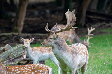 Big stag of fellow deer with big antlers in front of a group of other animals in background