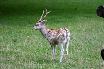 Naklejka na ściany i meble Young stag of fellow deer with small antlers standing on green grass in autumn