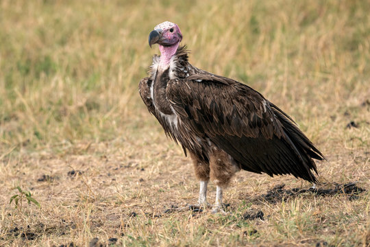 Lappet-Faced Vulture facing to the left.  Image taken in the Maasai Mara National Reserve, Kenya.