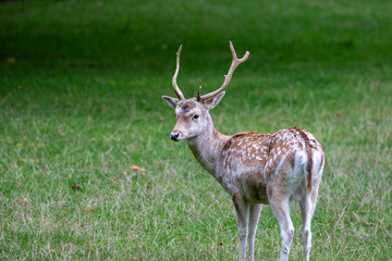 Naklejka na ściany i meble Young stag of fellow deer with small antlers standing on green grass in autumn