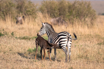Naklejka premium Rare zebra foal with polka dots (spots) instead of stripes, named Tira after the guide who first saw her, nursing. Image taken in the Maasai Mara National Park in Kenya.
