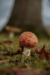 Fly Agaric (Amanita muscaria)