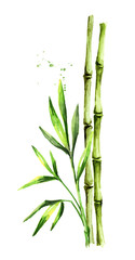 Green bamboo stem and leaves,  Watercolor hand drawn illustration, isolated on white background