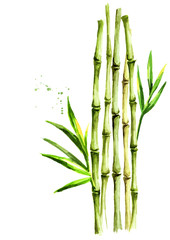 Green bamboo stems and leaves,  Watercolor hand drawn illustration, isolated on white background