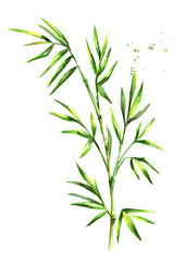 Fototapeta na wymiar Green bamboo stems and leaves. Watercolor hand drawn illustration, isolated on white background